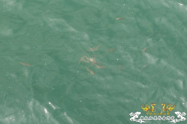 香港发现的鱼，我不太懂，一点也不认识！