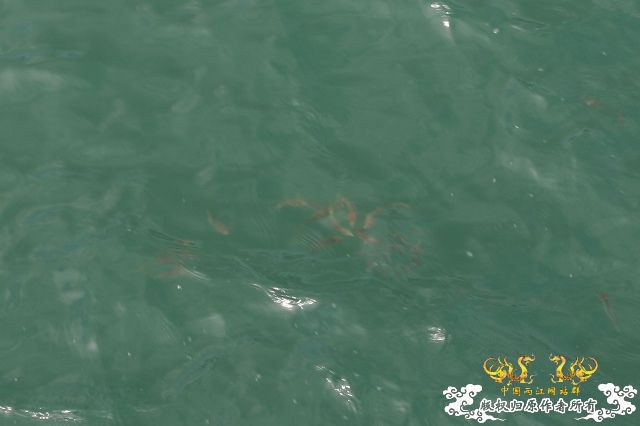 香港发现的鱼，我不太懂，一点也不认识！