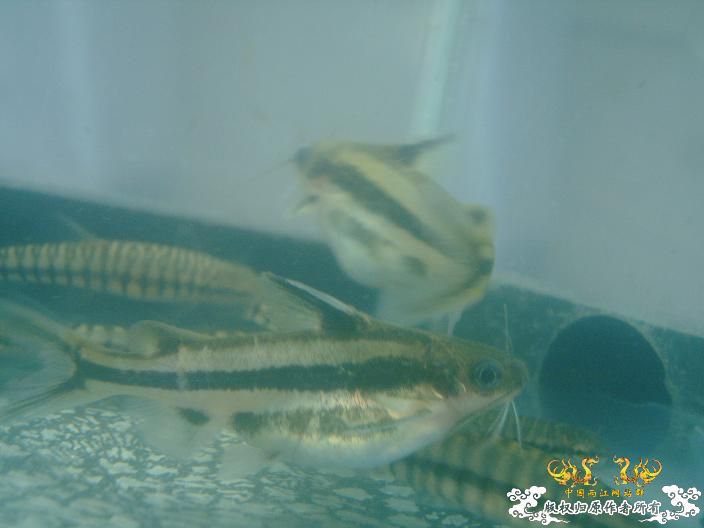 菜市场淘的条文鮠
