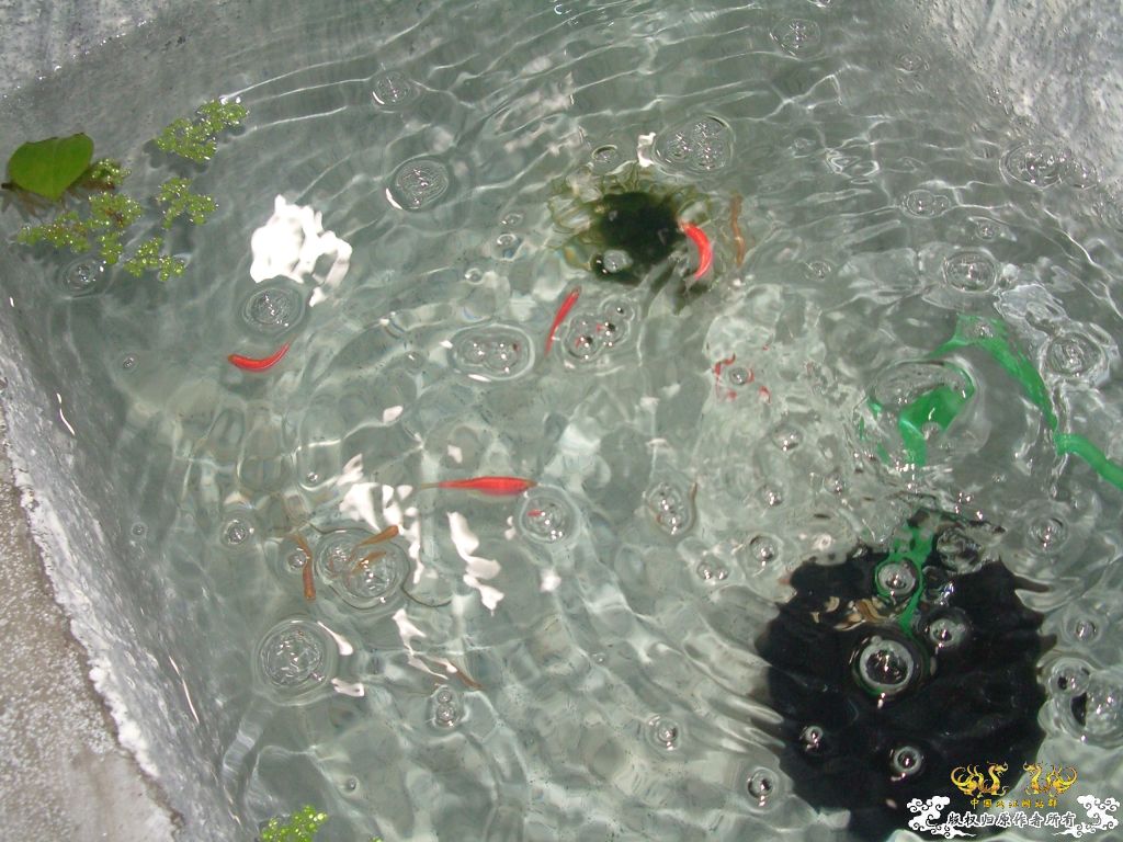 以往的養魚經歷