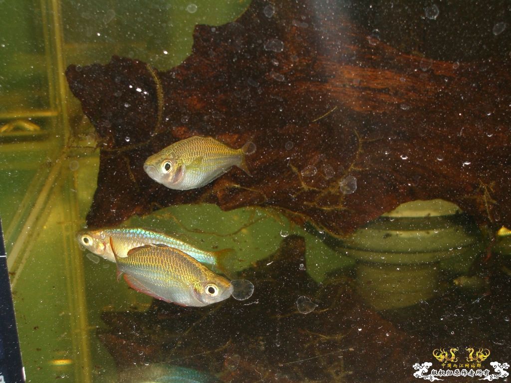 以往的養魚經歷