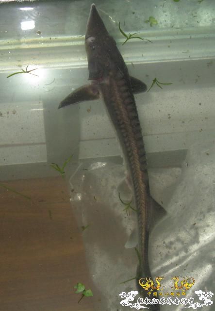 黑龙江捕获千斤大鳇鱼