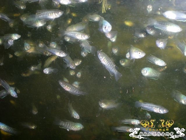 今年第二批鱼苗