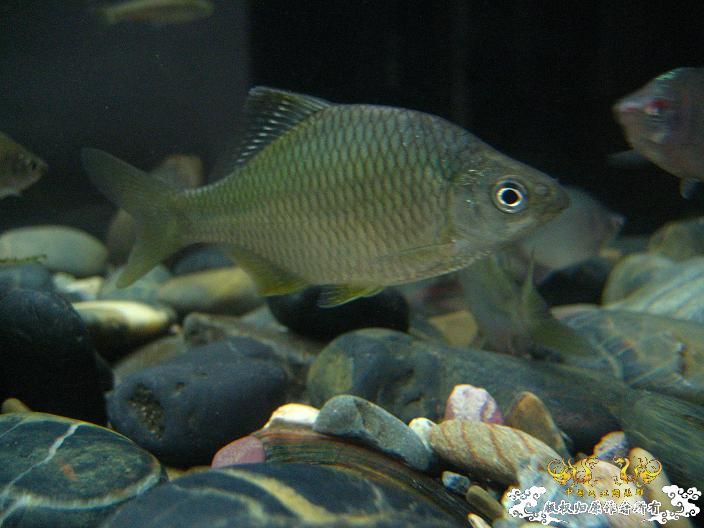 请高手鉴定下是什么旁皮？