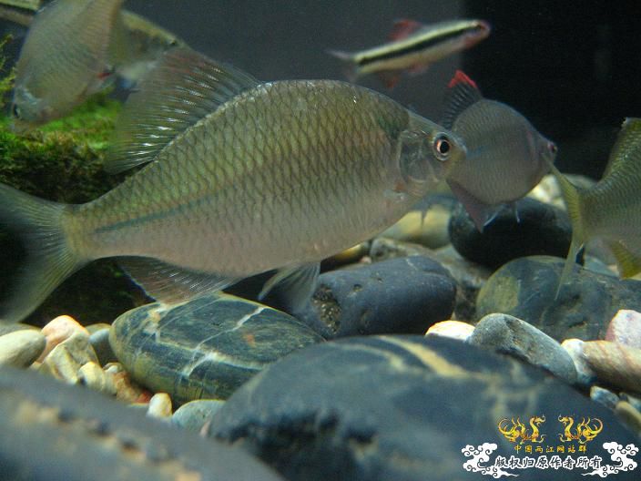 请高手鉴定下是什么旁皮？