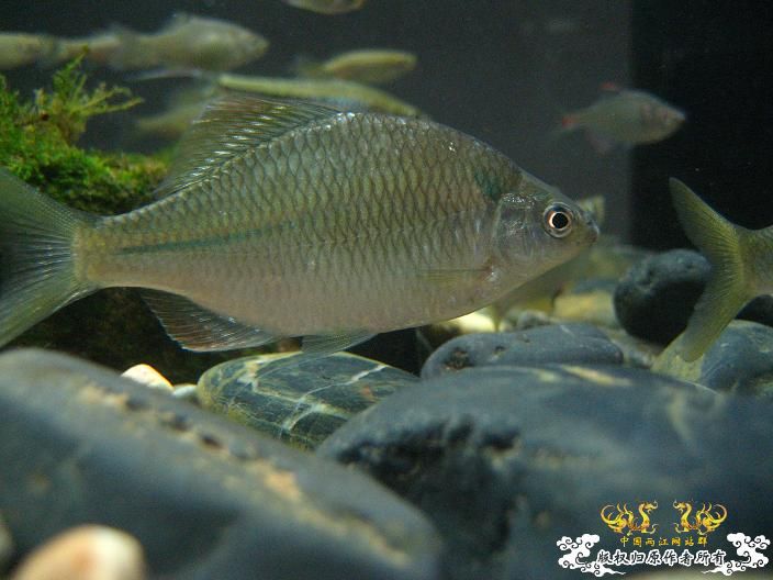 请高手鉴定下是什么旁皮？