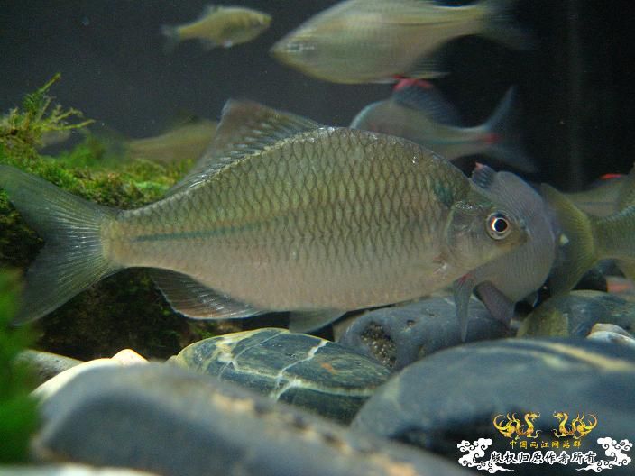 请高手鉴定下是什么旁皮？