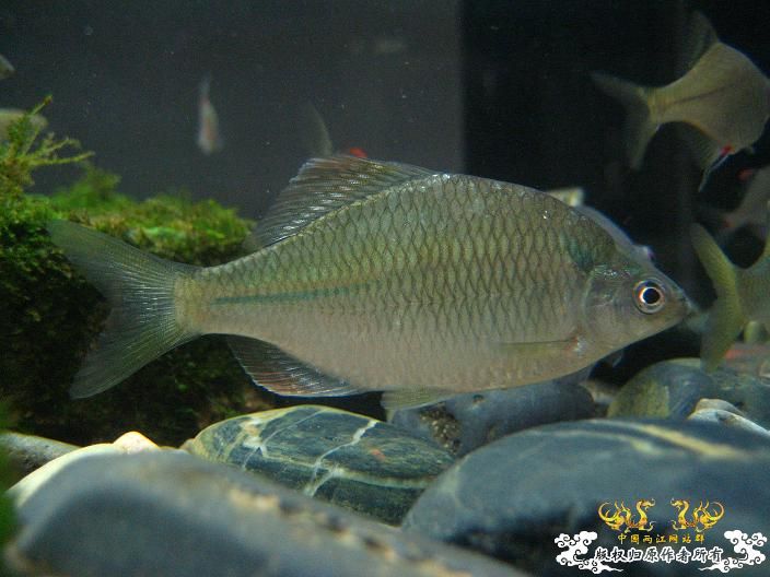 请高手鉴定下是什么旁皮？