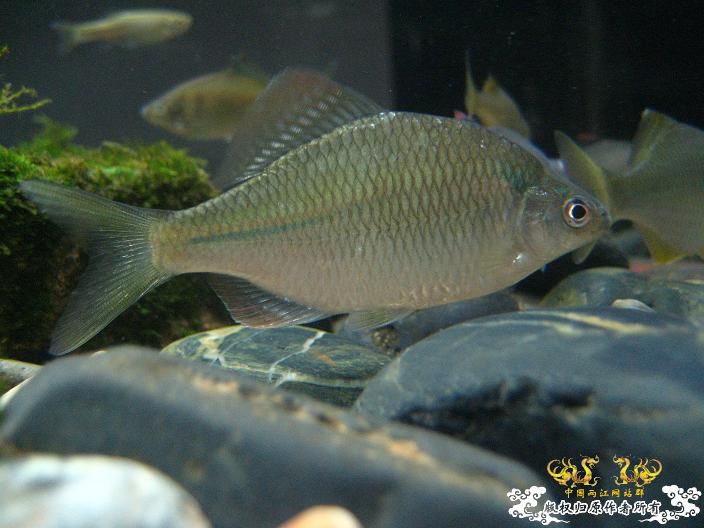 请高手鉴定下是什么旁皮？