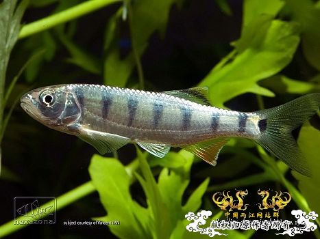 丽色低线鱲