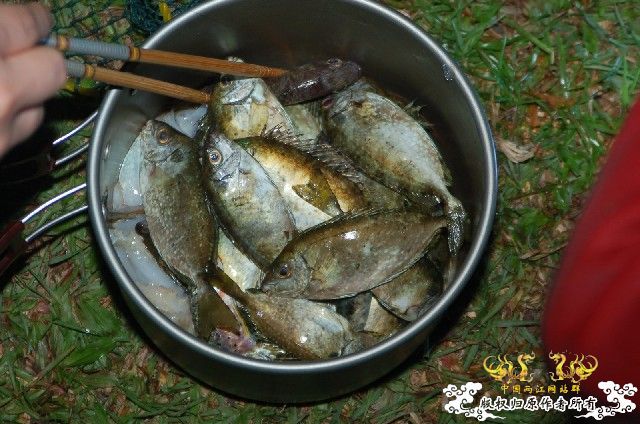 香港发现的鱼，我不太懂，一点也不认识！