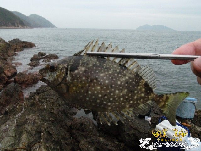 香港发现的鱼，我不太懂，一点也不认识！