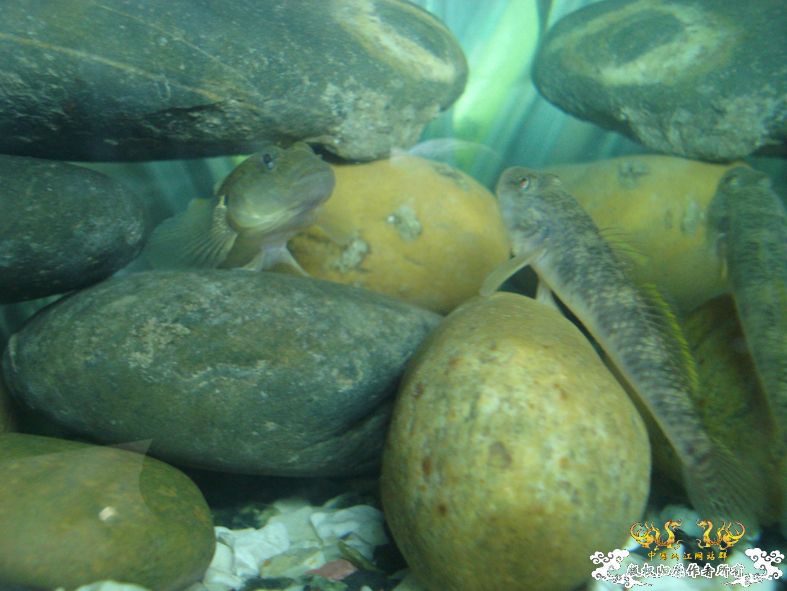 端午节的野采，帮看看是什么虎