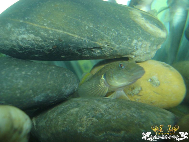 端午节的野采，帮看看是什么虎