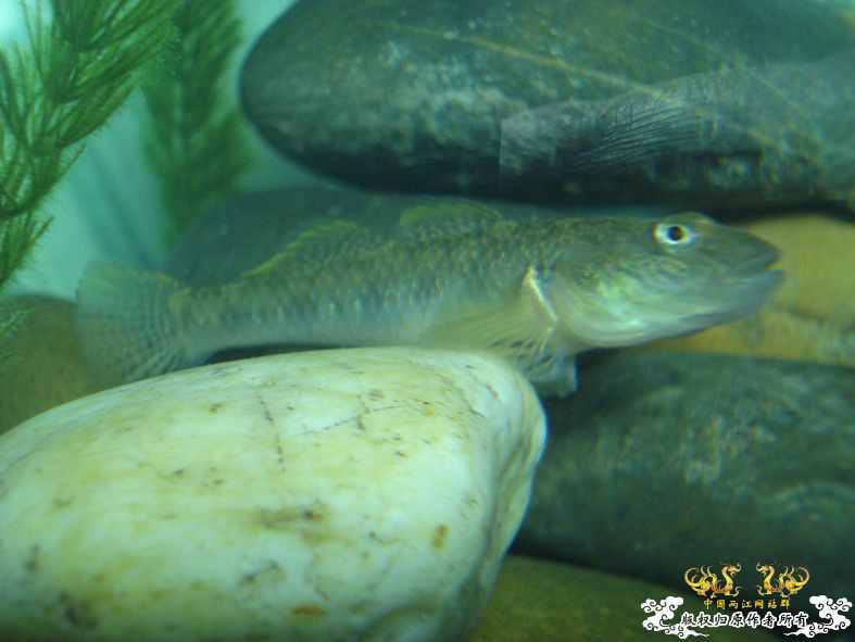 端午节的野采，帮看看是什么虎
