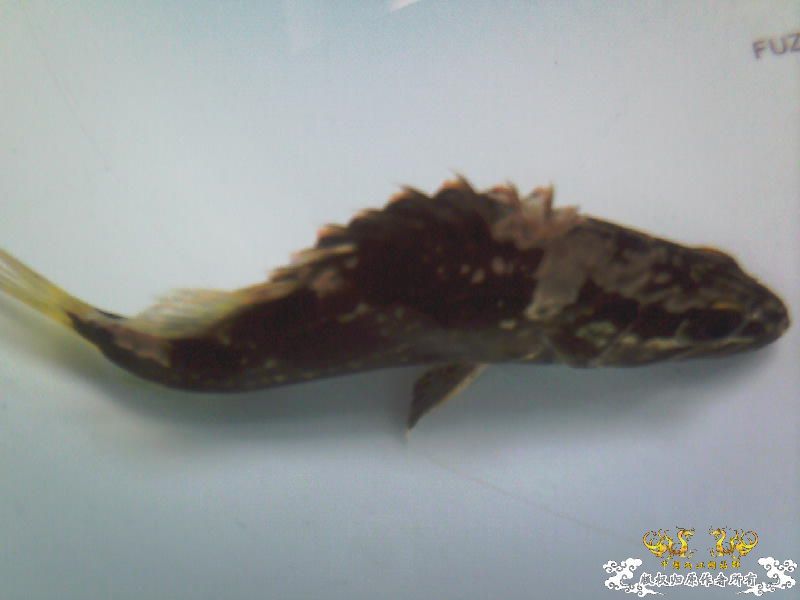 新搞的鳜鱼呀