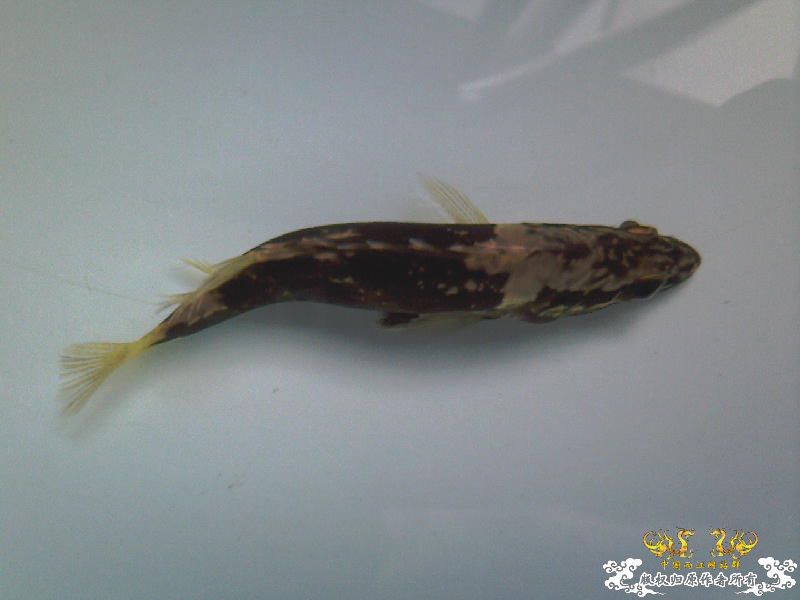 新搞的鳜鱼呀
