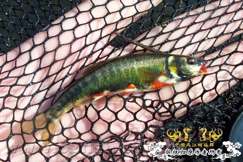 5月24的野才收获