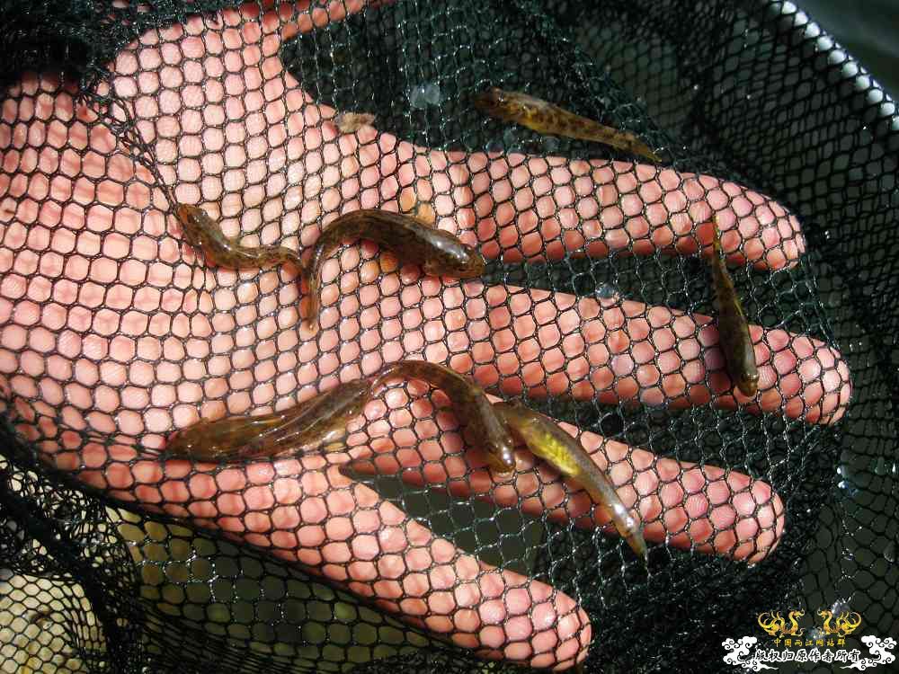 褐吻天堂（野外照·解救）