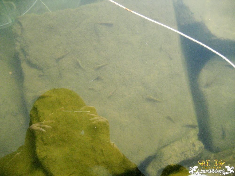 褐吻天堂（野外照·解救）