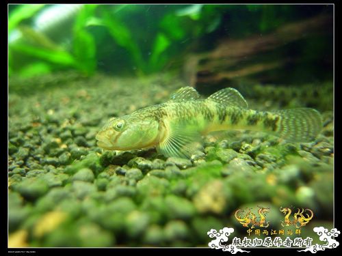 [求助]帮忙认鱼