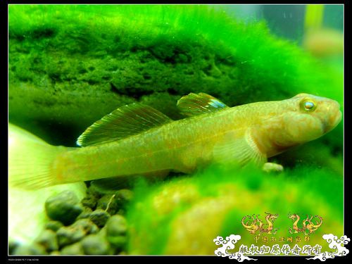 [求助]帮忙认鱼