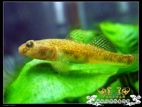 [求助]帮忙认鱼