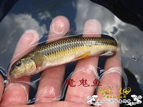 发色平口(鱼句)