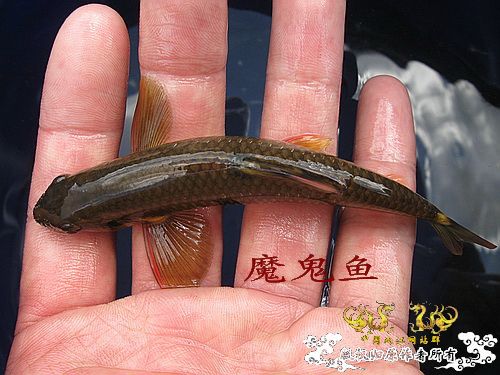 发色平口(鱼句)