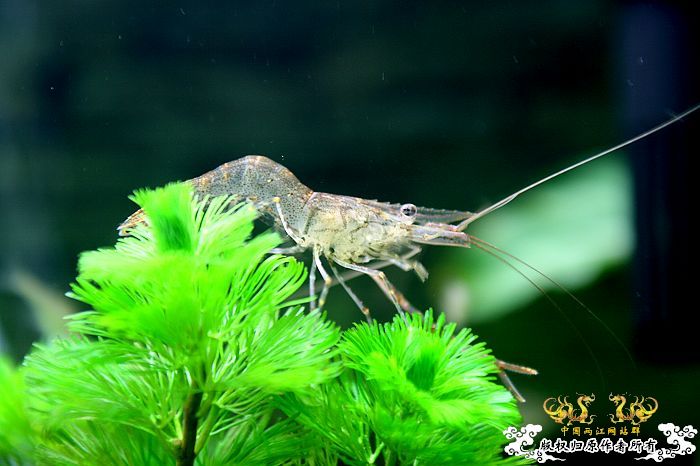 重庆的朋友些，我求点普通的小虾来吃藻 没看倒有卖的