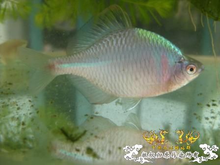 请教是高体吗？
