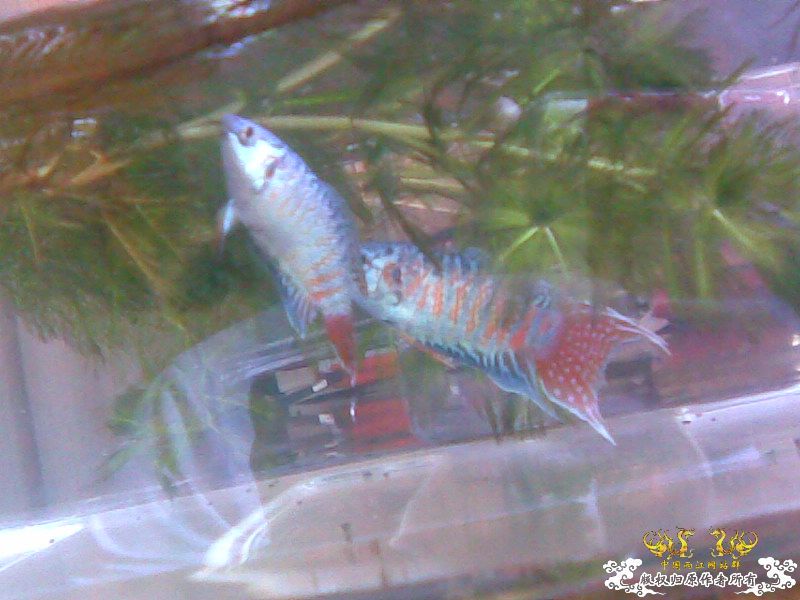 潜水太久我也发下我的宝贝!