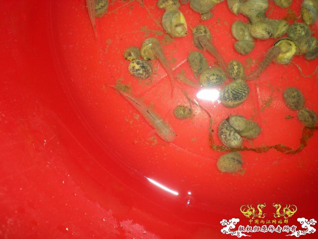 4天前的野采。。。。收获