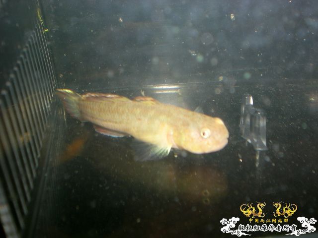 1对不错的圆