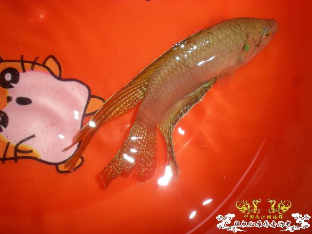1对不错的圆