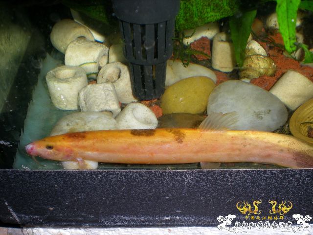 1条泥鳅。。呵呵