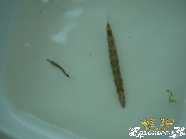 5.1三亚河野采