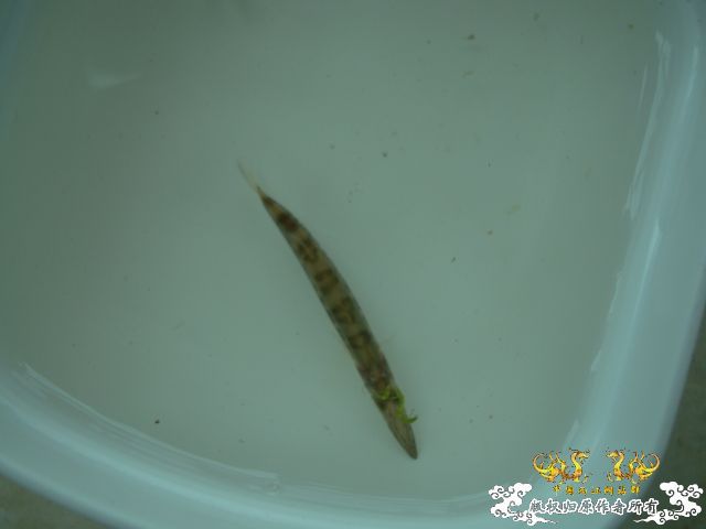 5.1三亚河野采