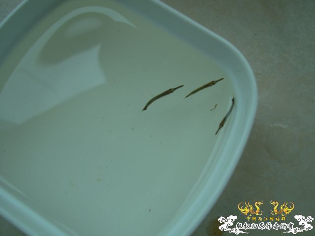 5.1三亚河野采