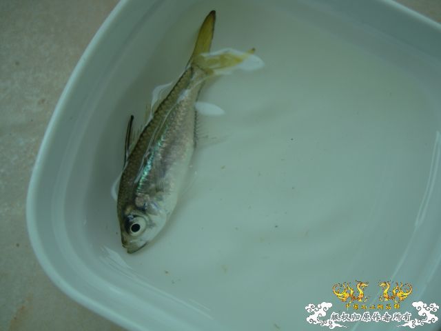 5.1三亚河野采