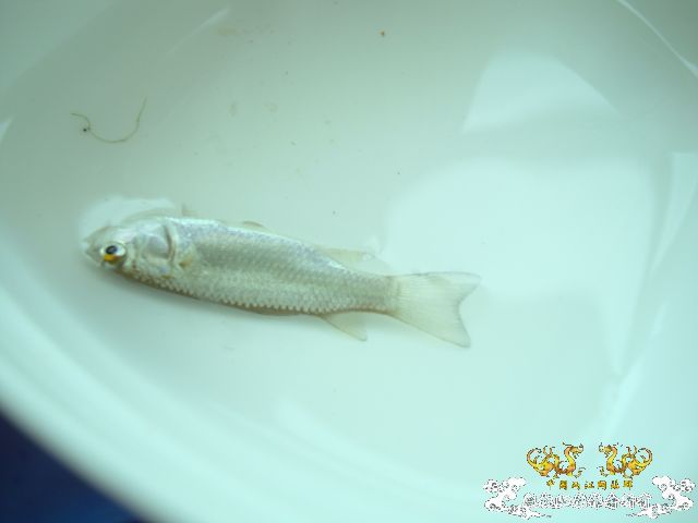 5.1三亚河野采