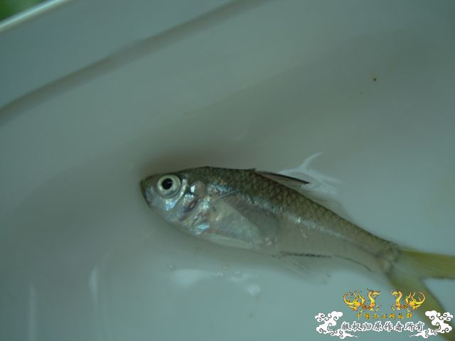 5.1三亚河野采