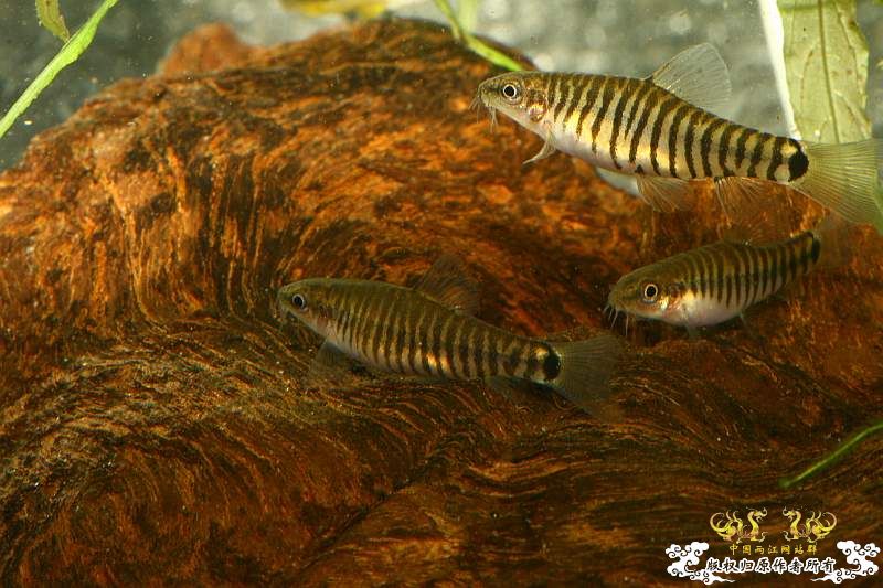 召唤翻译达人！！！！！！！！！！！！！！！！！！！！！！！！！！！！！！！！！！！！！！！