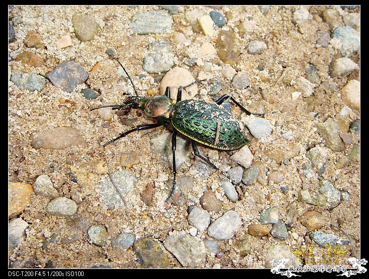 [原创]武夷山印象——国斗群游