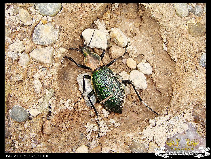 [原创]武夷山印象——国斗群游