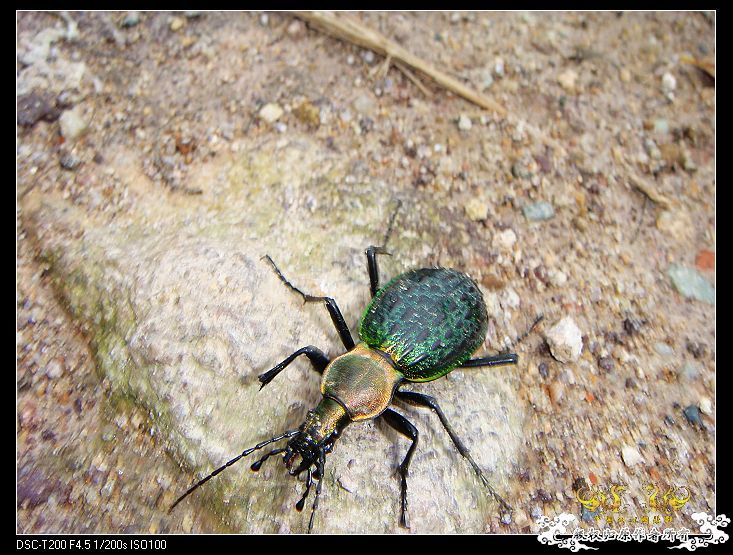 [原创]武夷山印象——国斗群游