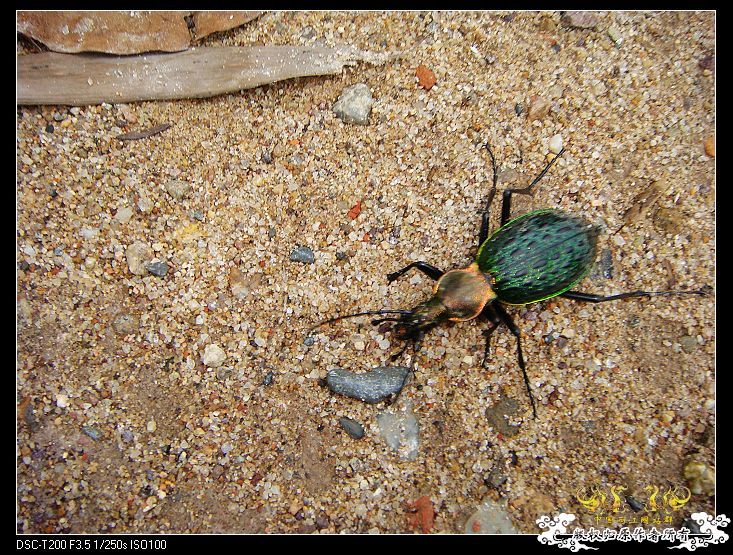 [原创]武夷山印象——国斗群游