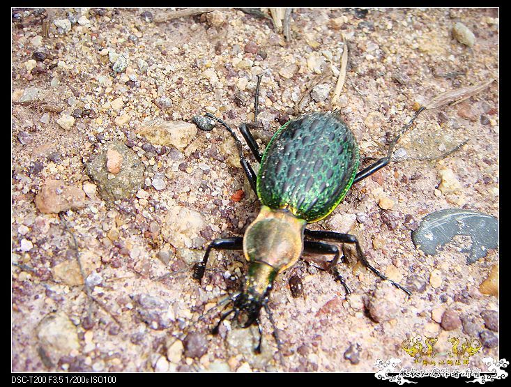 [原创]武夷山印象——国斗群游