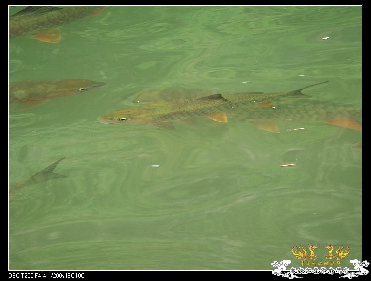 [原创]武夷山印象——天游峰、九曲溪