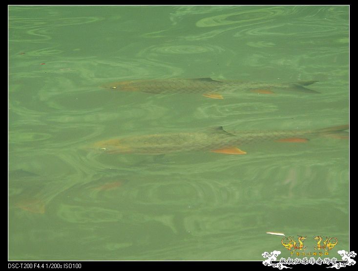 [原创]武夷山印象——国斗群游
